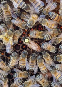 Gemerkte koningin met haar hofhuishouding
