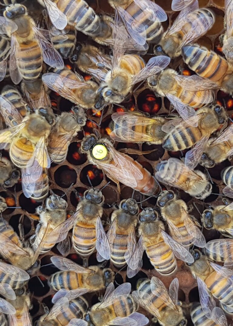 Gemerkte koningin met haar hofhuishouding