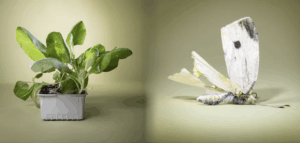 Invisible threat Koolwitje