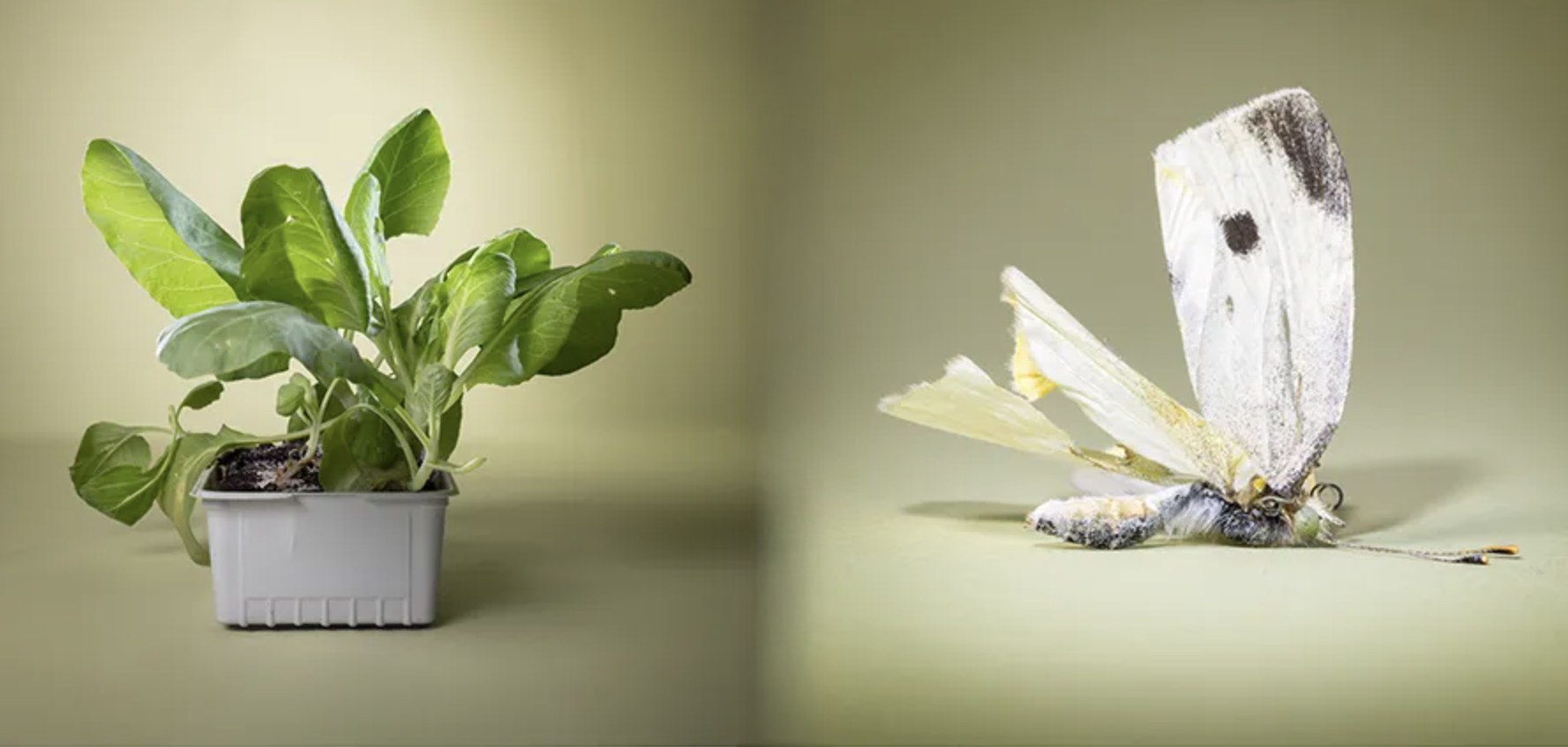 Invisible threat Koolwitje