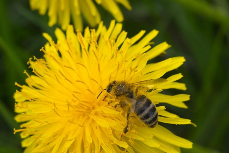 Honingbij op paardebloem