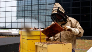 Imker in de stadium Rotterdam