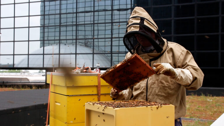 Imker in de stadium Rotterdam