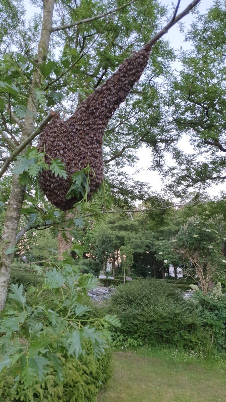Bijenzwerm aan een tak