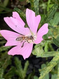 Klein kaasjeskruid en honingbij met stuifmeel