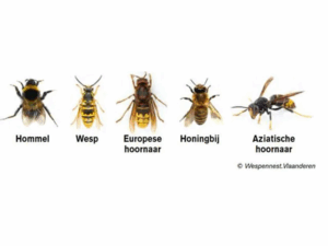 Vergelijking hommel, wesp, europese hoornaar, honingbij en Aziatische hoornaar